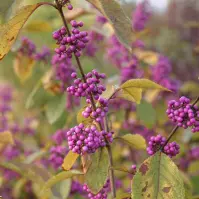 Callicarpa bodinieri Profusion