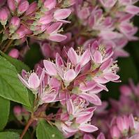 Deutzia hybrida Strawberry Fields