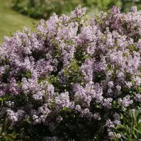 Syringa meyeri Palibin