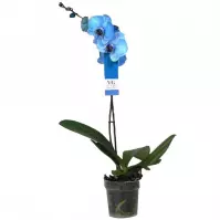 Phalaenopsis Royal Blue