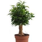 Ficus benj. Natasja kmen juty 12/35