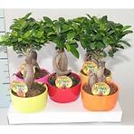 Ficus Retusa in ceramic