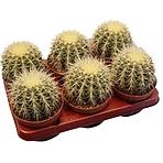 Echinocactus Grusoni 13/30