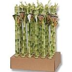 Lucky Bamboo Straight 60cm