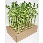 Lucky Bamboo Spiral 40cm