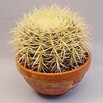 Echinocactus Grusoni 19/27