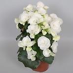 Begonia Elatior biała 13/30