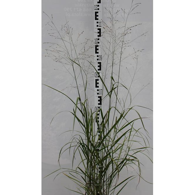 Trawy Proso Rózgowate Panicum  C2