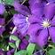 Clematis Mix Wielkokwiatowy C1,2