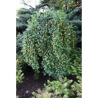 Caragana Arborescens Pendula 140 cm C12