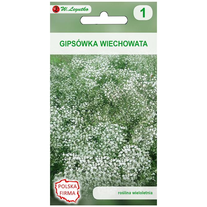 Gipsówka wiechowata