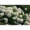 Hydrangea arborescens annabelle 60-80 C5