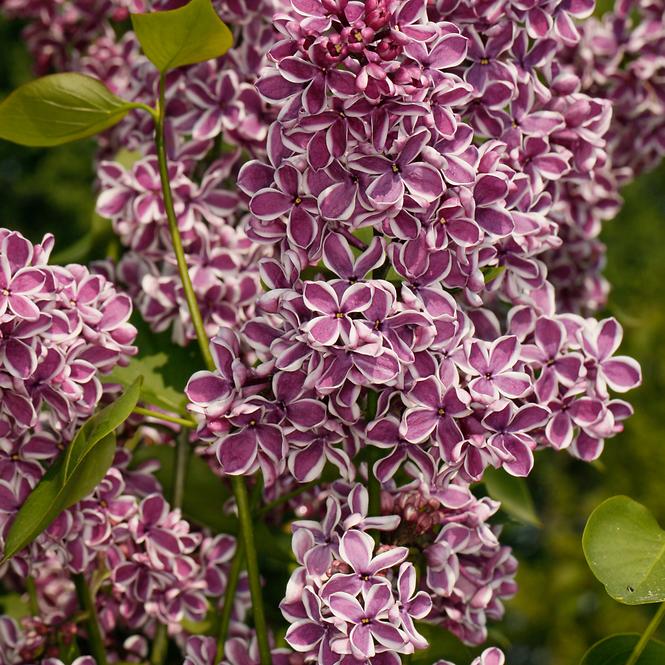 Syringa vulgaris  w odmianach 40-60 C5