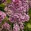 Syringa vulgaris  w odmianach 40-60 C5