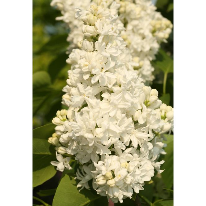 Syringa vulgaris  w odmianach 40-60 C5