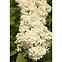 Syringa vulgaris  w odmianach 40-60 C5,4