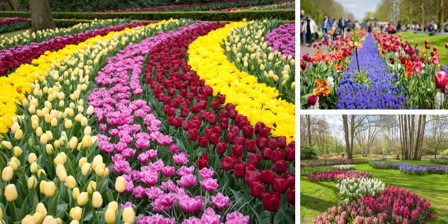 ogród Keukenhof w Holandii