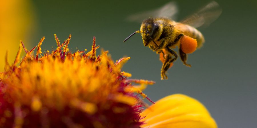 pszczoły w ogrodzie