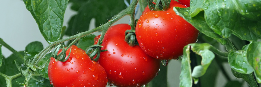 Planer warzywniaka 2024 - rozpoczęcie uprawy warzyw. Zaczynamy od soczystych pomidorów
